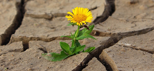 Resilienz und Widerstandsfähigkeit